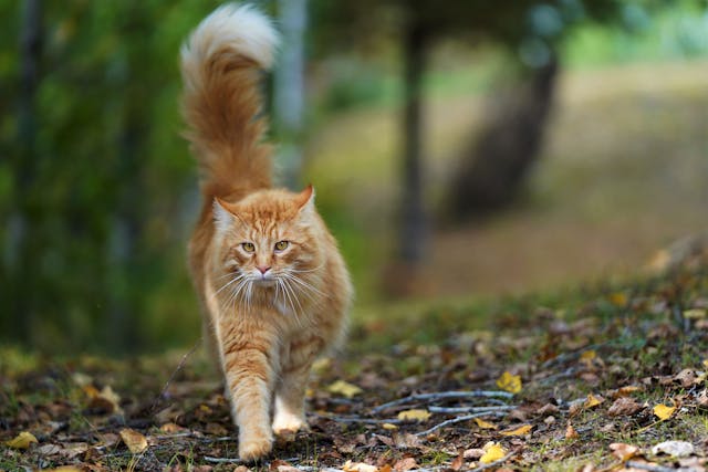 Orange tabby cat on walking
