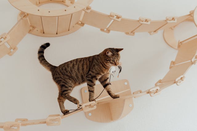 A brown tabby cat walking on wooden walkway with a cord on mouth