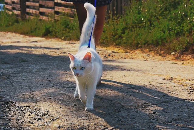 Short-fur white cat walking with person on road