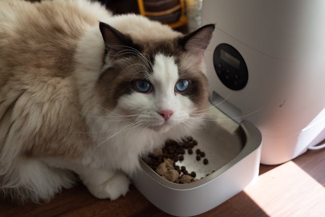 Cat with food