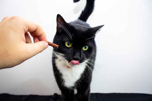 Giving food to cat