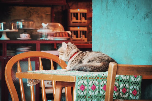 Cat on the table
