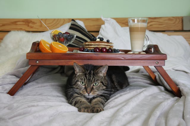 Cat under the breakfast tray