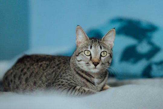 Dog and cat breeds you might want to reconsider