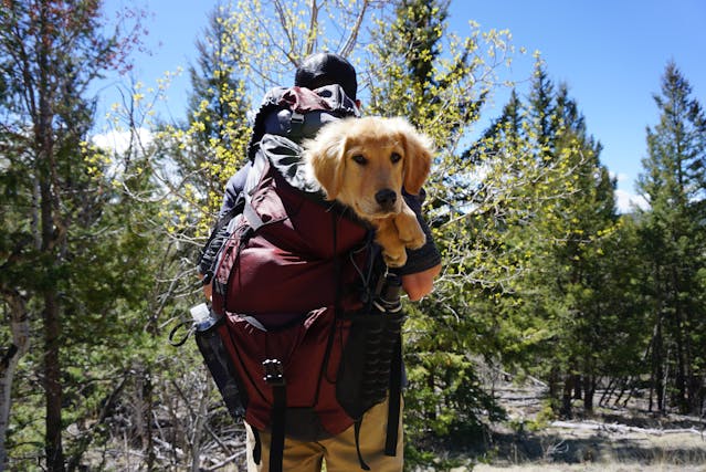 Man Carrying Dog on Red Backpack