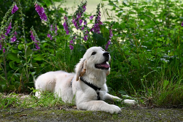 Dog lying down among flowers
