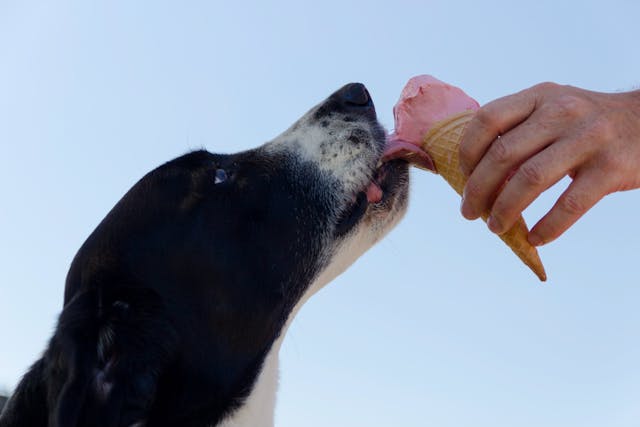 Dog licking ice cream