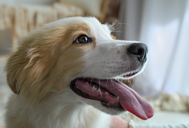 A dog panting while lying on the floor