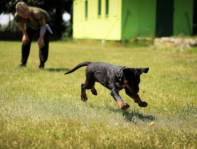 Black and tan rottweiler puppy running on lawn grass