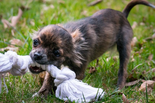 Brown puppy biting rope