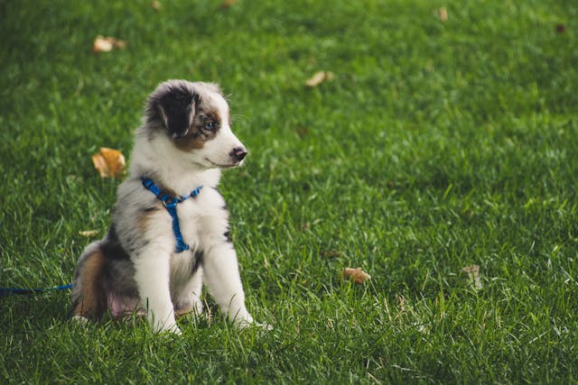 White and gray australian shepherd