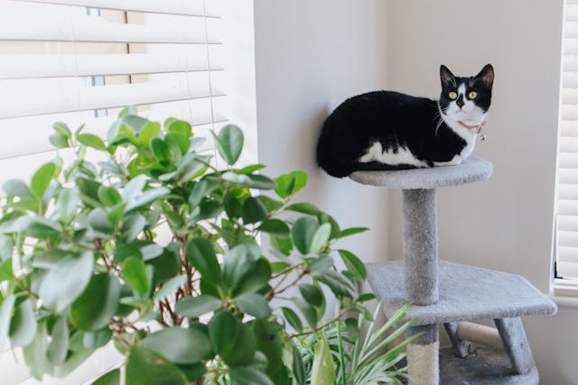 Cute cat resting on tower near wall