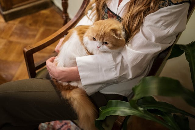 How to know if your cat loves you