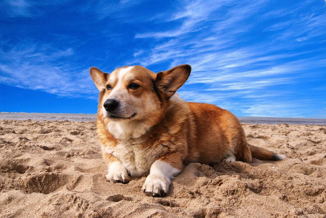 How to look after your pet while you're on holiday