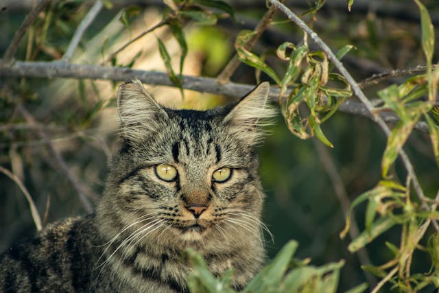 Tabby cat sitting between branches