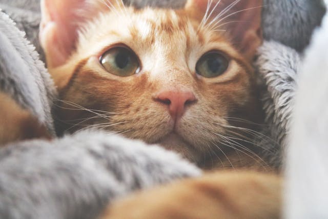 Orange kitten