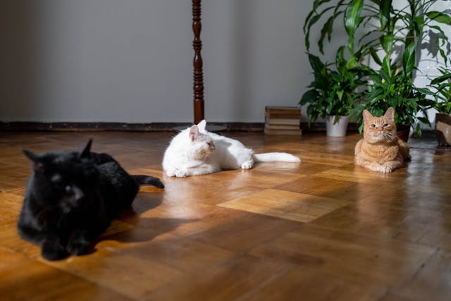 Three cats on wooden flooring