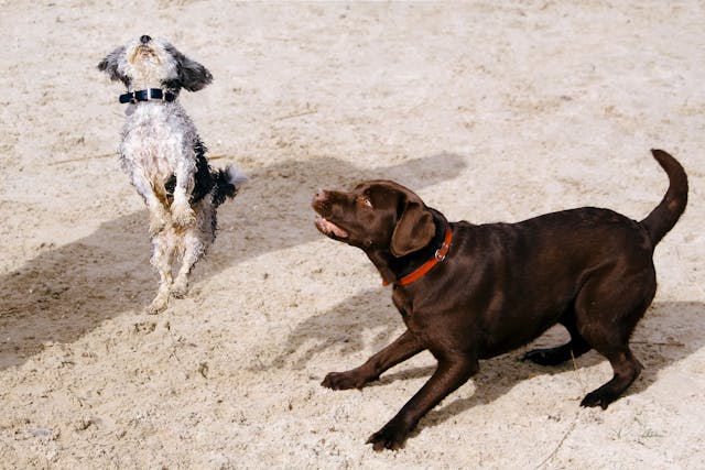 Cute dogs