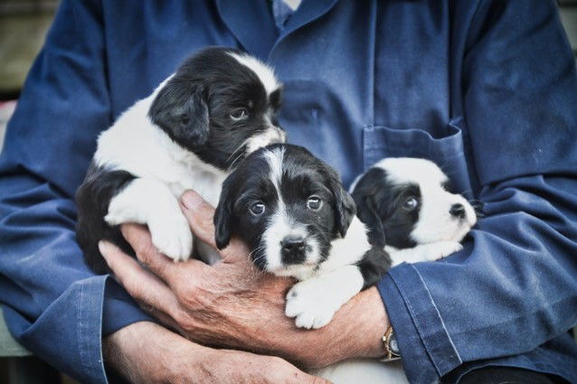How to sell puppies in the UK
