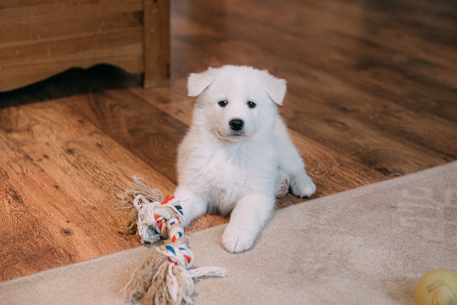 A puppy lying on wooden floor