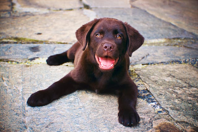 Brown puppy on concrete path