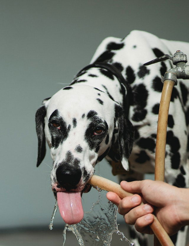 Keeping Your Dog Cool During The Summer Months