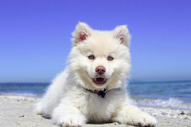 Looking for a stud dog?