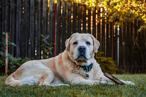 New dog information