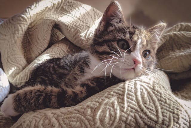 New kitten checklist and information