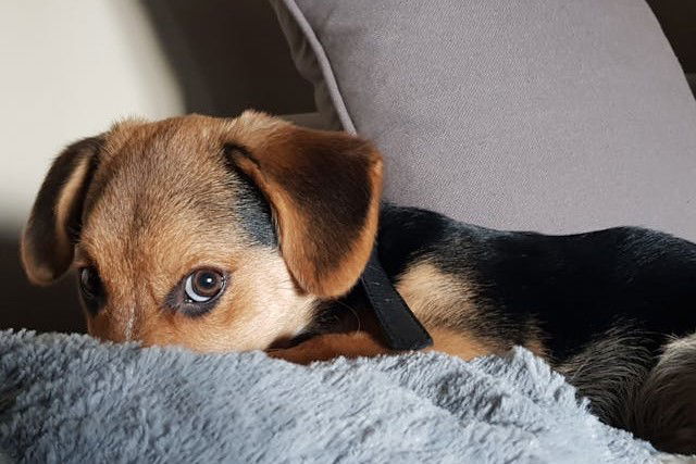 New puppy checklist and information