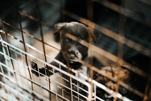 Puppy dog standing in a cage