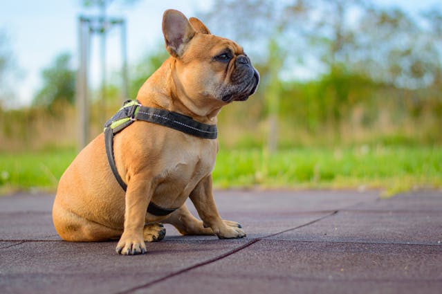 Brown boxer sitting on pavement wearing harness