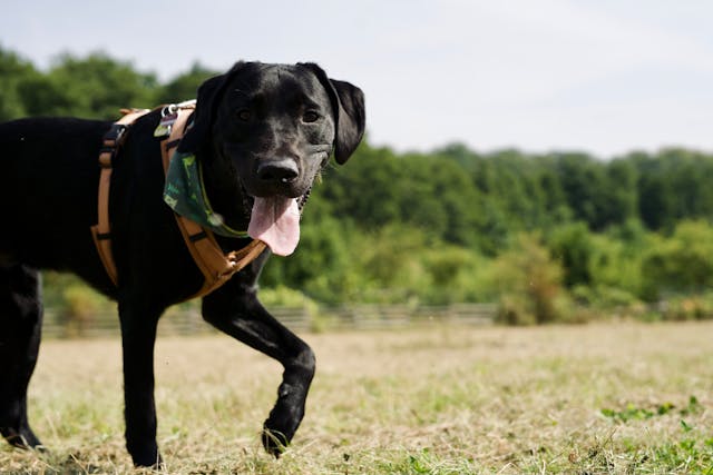 Black labrador
