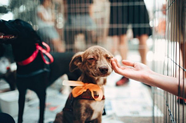 Reasons to adopt rather than shop