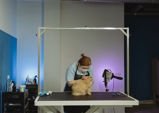 Grooming of Cat by a Professional Groomer