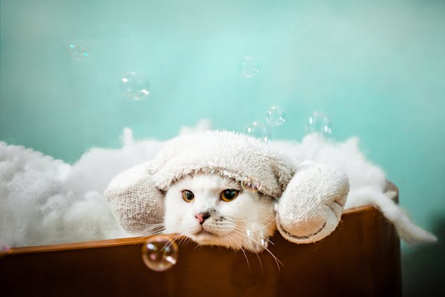 Cute white cat in pet bath with foam