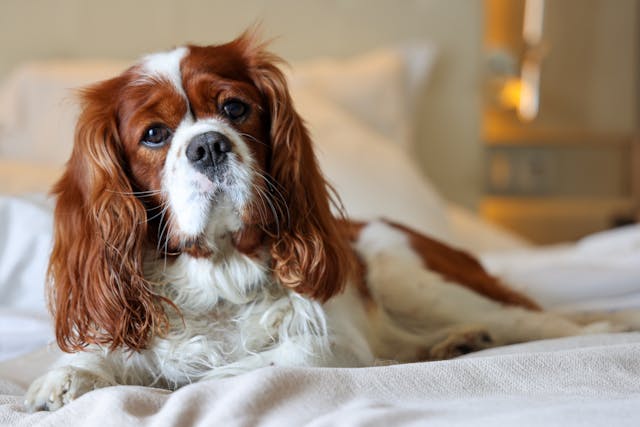 Top 10 calmest dog breeds