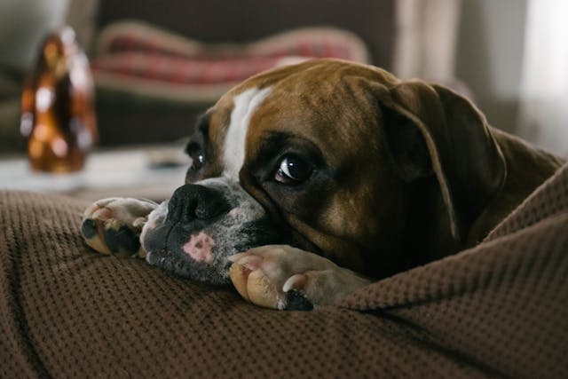 English Bulldog