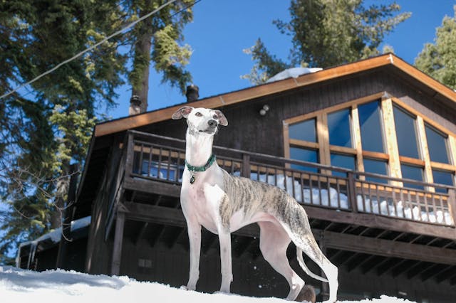 Greyhound