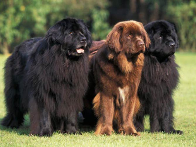 Newfoundland