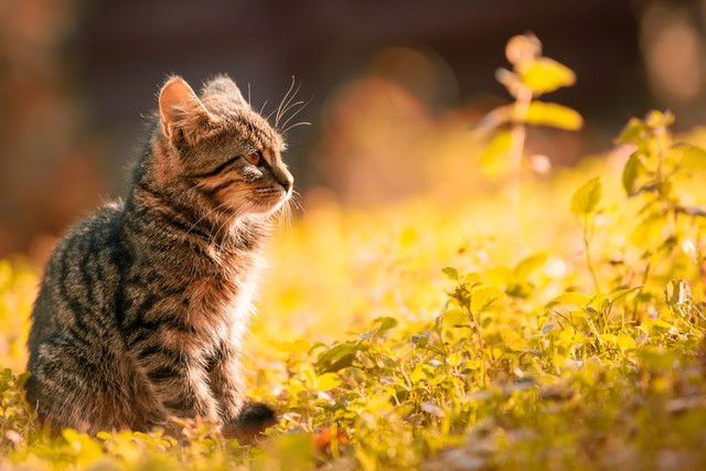 What to do when your cat goes missing