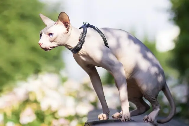 Sphynx