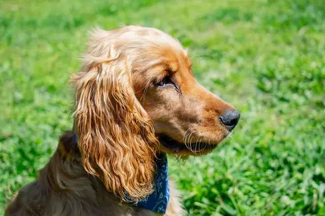 Cocker Spaniel