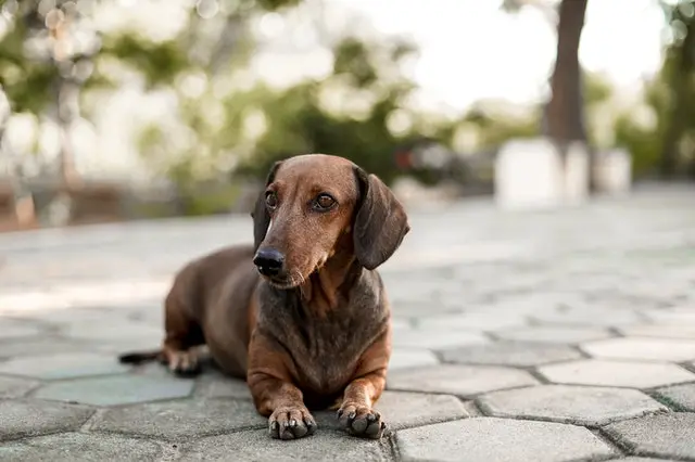 Dachshund
