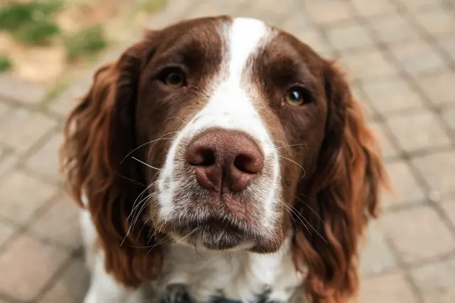 English Springer Spaniel