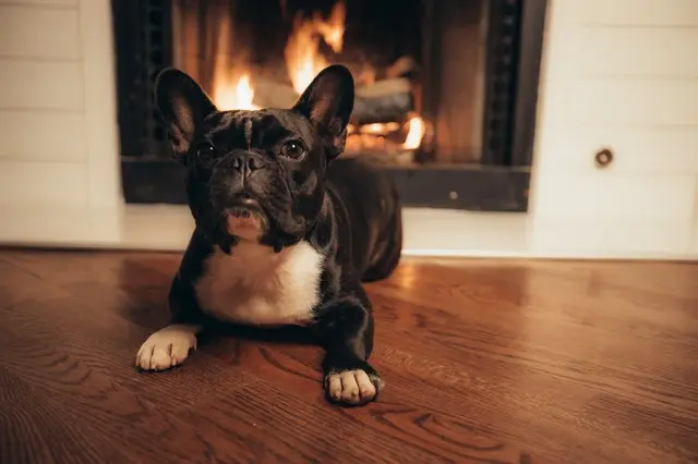 French Bulldog