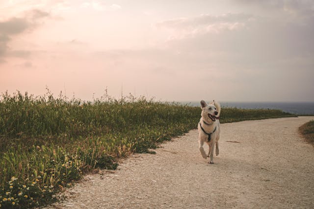 White dog walking on the concrete dog
