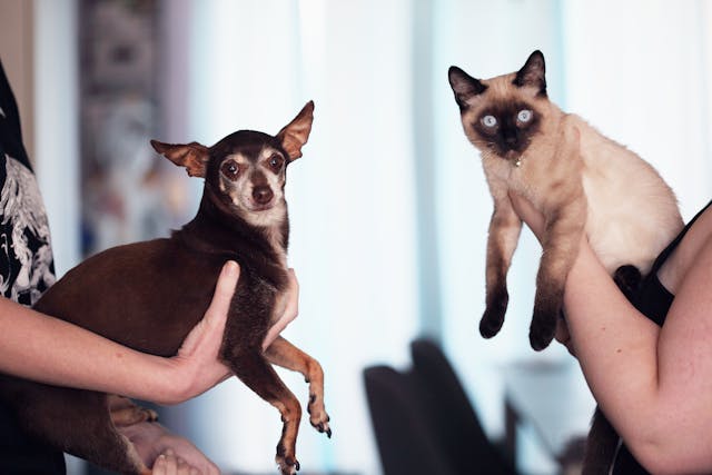 People holding siamese cat and chihuahua