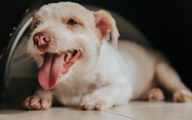A dog panting while lying on the floor