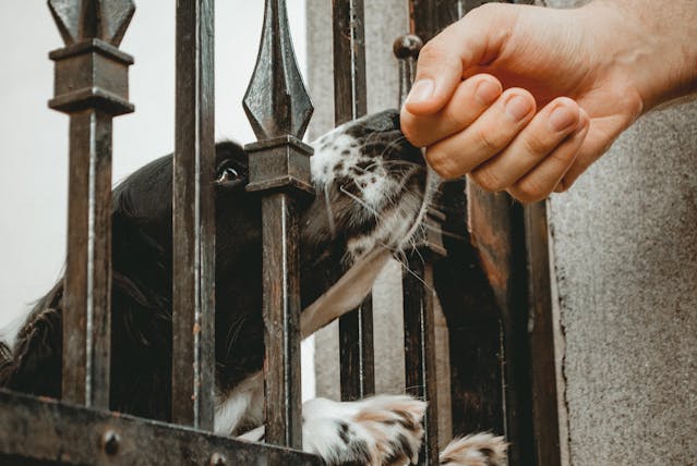 Dog inside wrought iron gate smelling person's hand